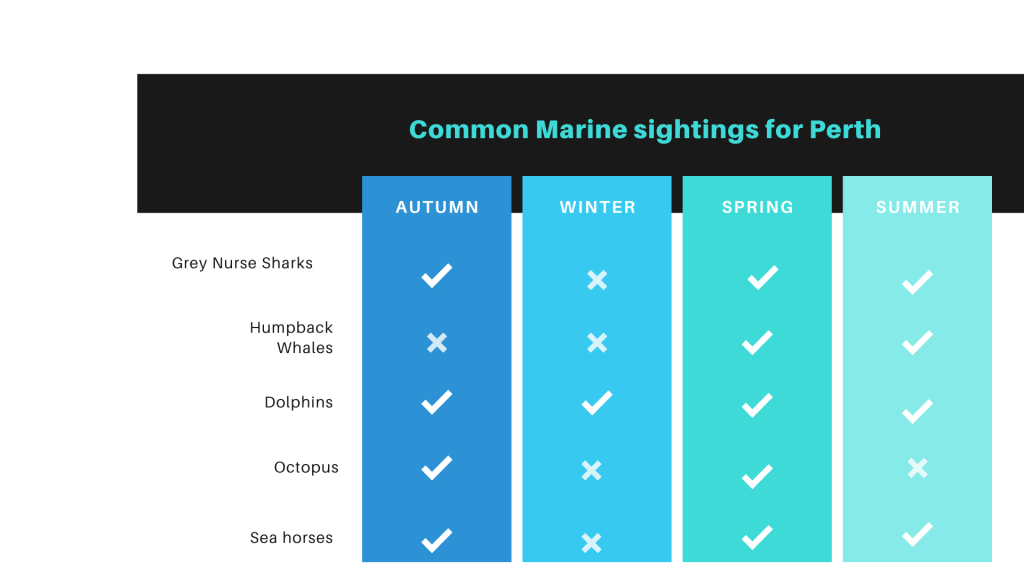 Common Marine sightings for Perth