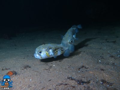 a porcupine fish