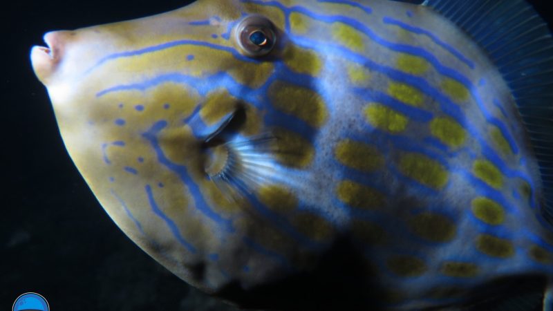 a close up of a fish