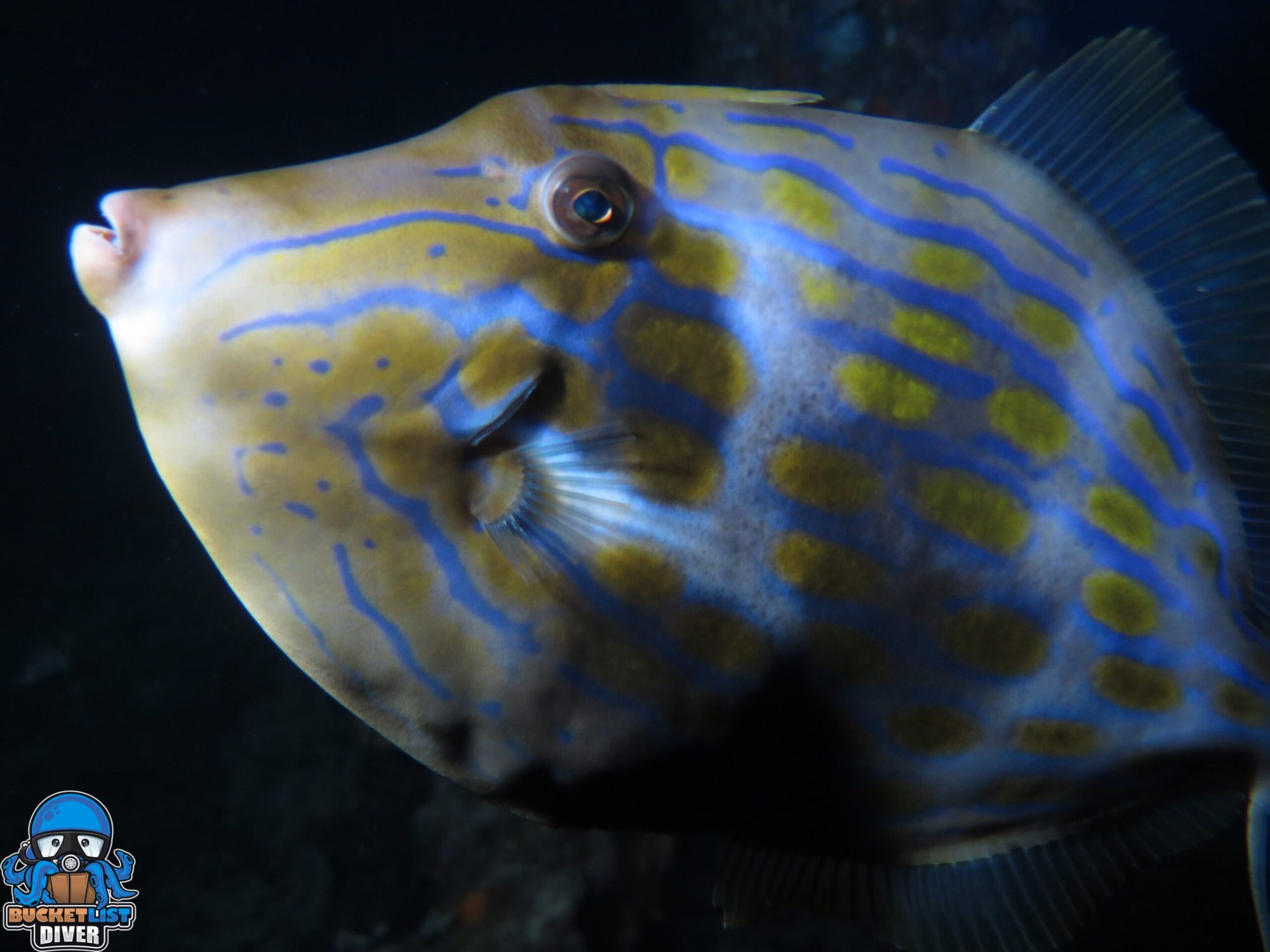 Busselton Jetty Night Dive (4 of 11) a close up of a fish