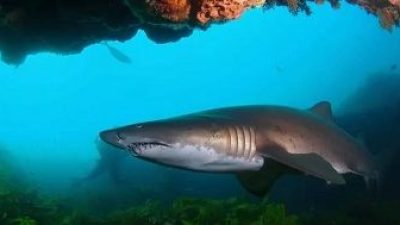a fish swimming under water