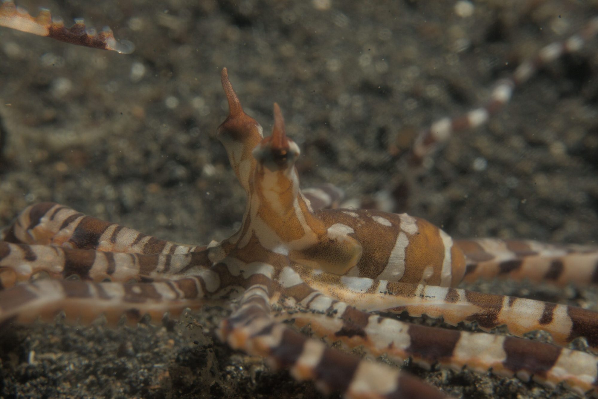 mimic octopus a close up of a mimic octopus