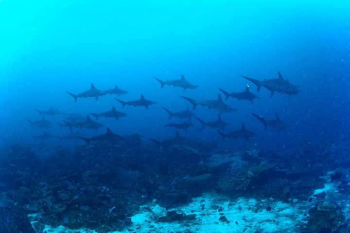 School of hammerhead sharks swimming in deep blue ocean waters.