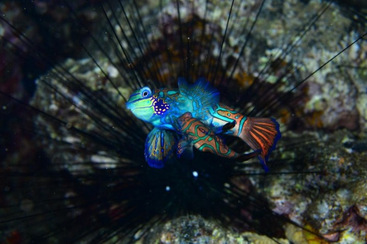 Colorful fish swimming over a sea urchin on a reef.